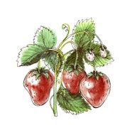 Watercolor drawing of strawberry N2