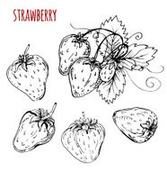 Set strawberry drawing Strawberry on a white background Vector