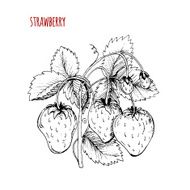 Strawberry drawing A strawberry bush on a white background