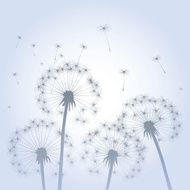 Dandelions and Wind