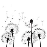 Dandelions and Wind N3