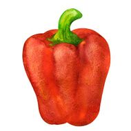 Watercolor vegetable red pepper