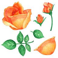 Watercolor roses leaves