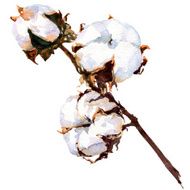 Cotton plant flower isolated watercolor painting