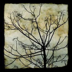 tree branches silhouette N2