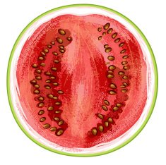 Watermelon Fruit N15