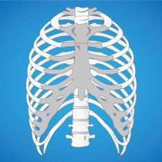 Anatomy Behind Rib Cage : Conceptual Image Of Human Rib Cage And Spinal