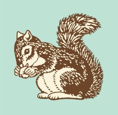 Squirrel Holding Nut free image download