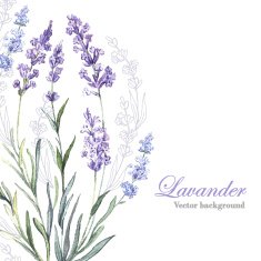 Watercolor vector Lavender background