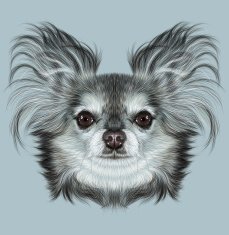 Illustrative Portrait of Chihuahua dog