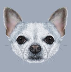 Illustrative Portrait of Chihuahua dog N3