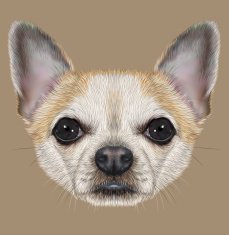 Illustrative Portrait of Chihuahua dog N4