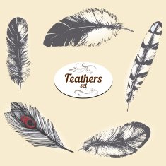 Set of drawings feathers N2