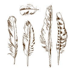 Hand drawn different types of birds feather N2