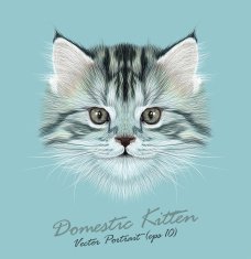 Vector Illustrative Portrait of Domestic Kitten