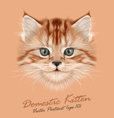 Vector Illustrative Portrait of Domestic Kitten N2
