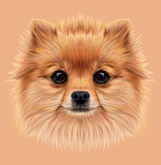 Illustrative Portrait of Pom