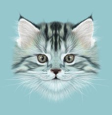 Illustrative Portrait of Domestic Kitten N2