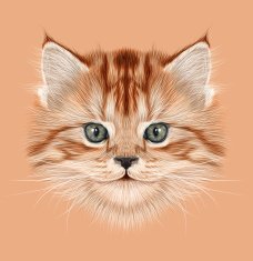 Illustrative Portrait of Domestic Kitten N3