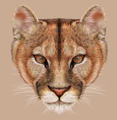 Portrait of Mountain Lion N2