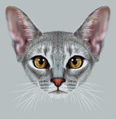 Illustrative Portrait of Abyssinian Cat N2
