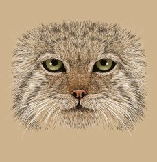 Illustrative Portrait of Pallas' Cat