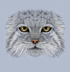 Illustrative Portrait of Pallas' Cat N2