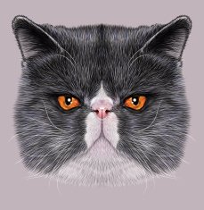 Illustration Portrait of Exotic Short hair cat N2
