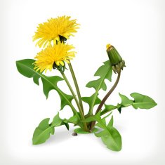 Dandelion flowers vector icon