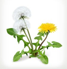 Dandelion flowers vector icon N2