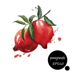 red pomegranate branch hand draw watercolor splash on white bac