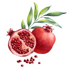 watercolor fruit pomegranate on white background