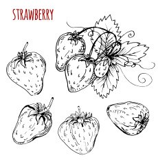 Set strawberry drawing Strawberry on a white background Vector