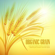 Wheat field background Vector illustration
