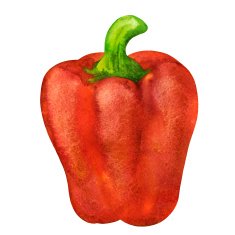 Watercolor vegetable red pepper