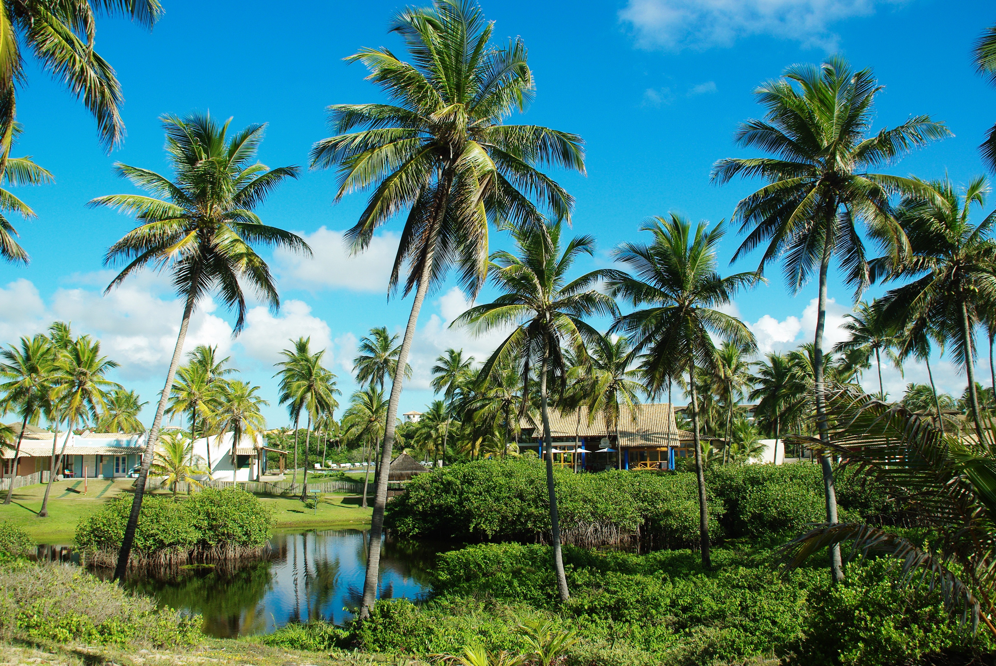 Brazilwood coconut trees free image