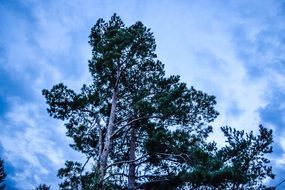 tree in the silent evening