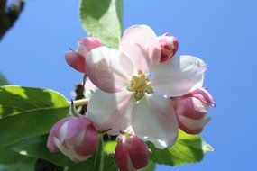 pink flowers on an apple tree branch