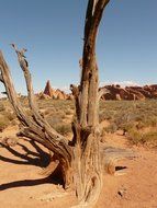 dry tree in the desert