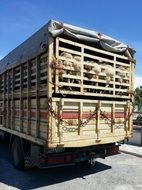 truck with animals