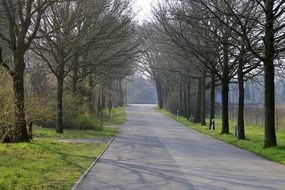 asphalt alley through the trees