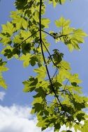 light and shadow of maple tree in May