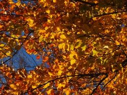 beech leaves