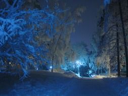 blue night lights in the winter park