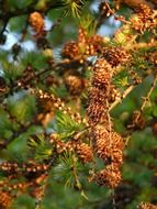 european larch tree