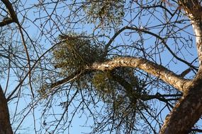 photo of mistletoe bottom view