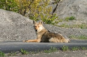 coyote lies on the road