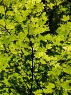 green leaves of a tree in the sunlight