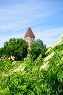 Ulm goose tower in trees