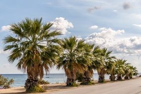 palm trees embankment